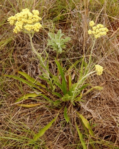 Helichrysum nudifolium