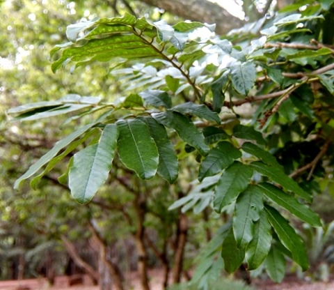 Millettia grandis leaves