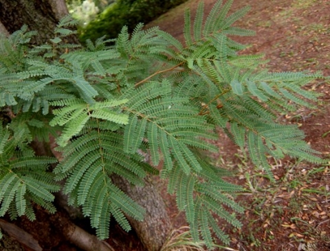 Peltophorum africanum leaves