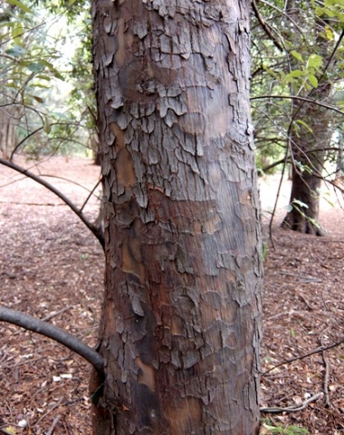 Podocarpus falcatus stem