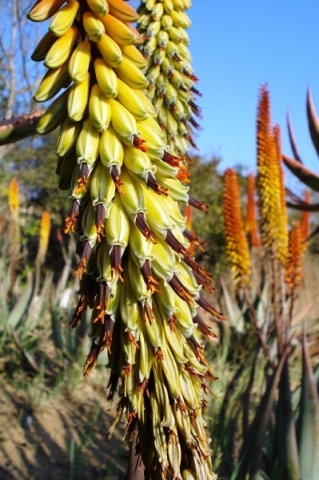 Aloe petricola inflorescence