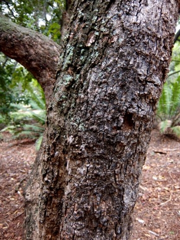 Pterocarpus rotundifolius subsp. rotundifolius trunk
