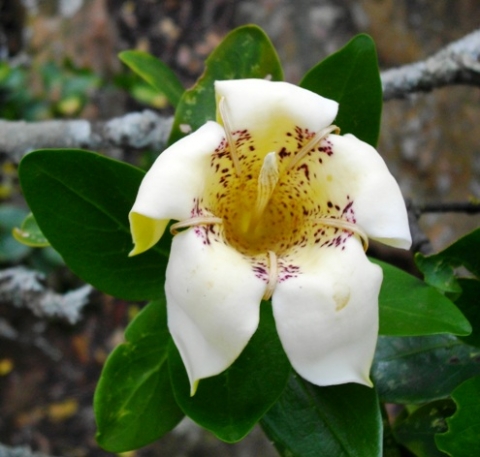 Rothmannia capensis flower