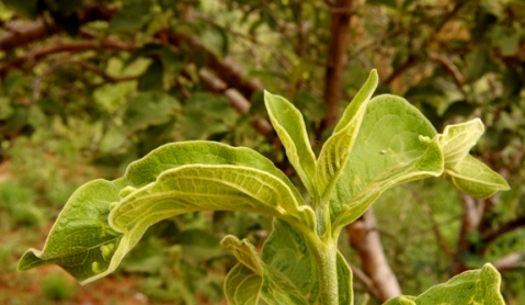 Vangueria infausta subsp. infausta stem-tip