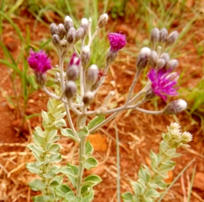 Hilliardiella oligocephala flowerheads