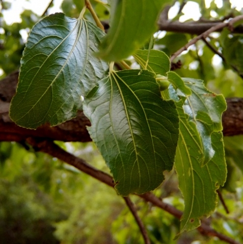 Ziziphus mucronata subsp. mucronata leaves