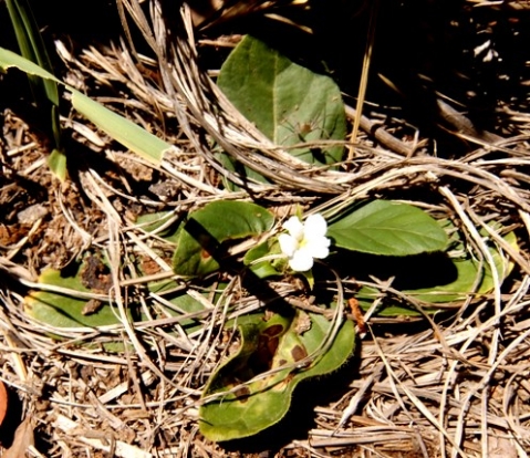 Crabbea acaulis flower