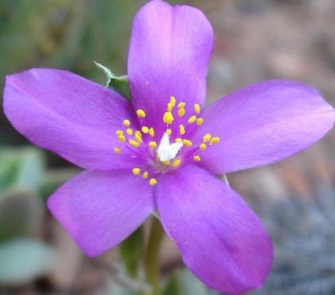 Anacampseros telephiastrum flower