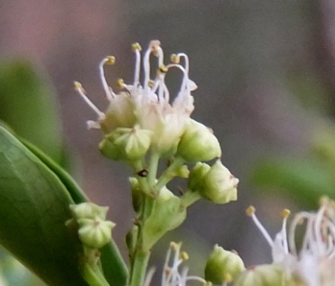 Galpinia transvaalica flowers