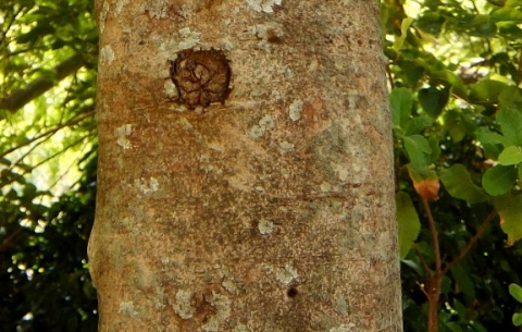 Pappea capensis trunk