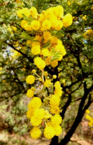 Vachellia karroo blooms