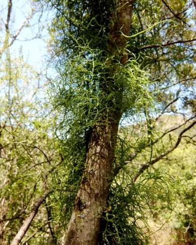 Bowiea volubilis subsp. volubilis tree climbing