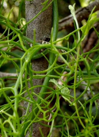 Bowiea volubilis subsp. volubilis leaves