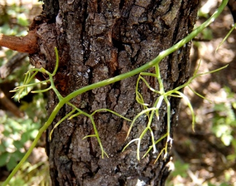 Bowiea volubilis subsp. volubilis branching stems