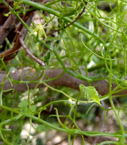 Bowiea volubilis subsp. volubilis