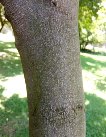 Cryptocarya latifolia trunk
