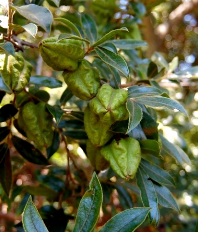 Diospyros whyteana fruit