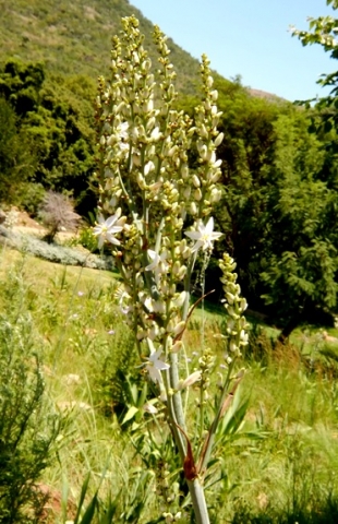 Chlorophytum krookianum inflorescence