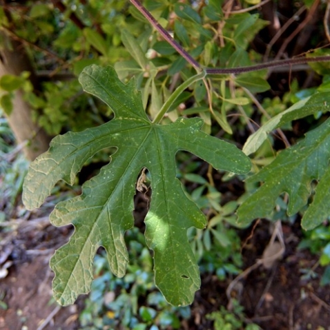 Citrullus lanatus leaf