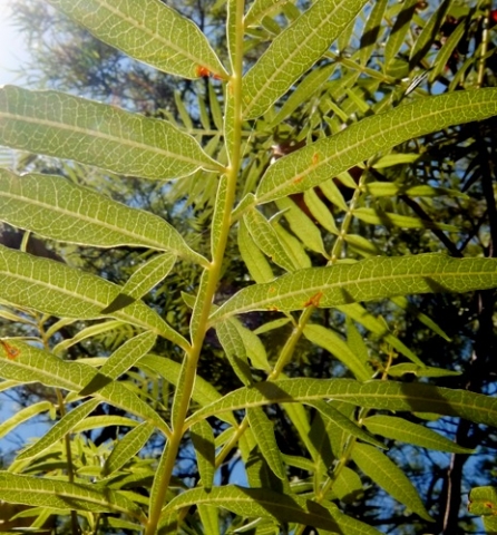 Erythrophysa transvaalensis leaves