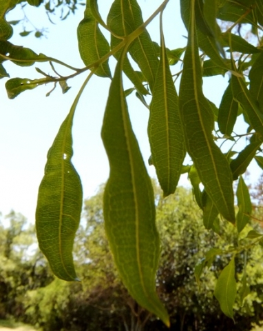 Heteropyxis natalensis leaf veins
