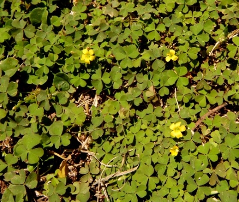 Oxalis corniculata on which the sun never sets