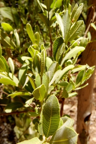 Ozoroa paniculosa leaves
