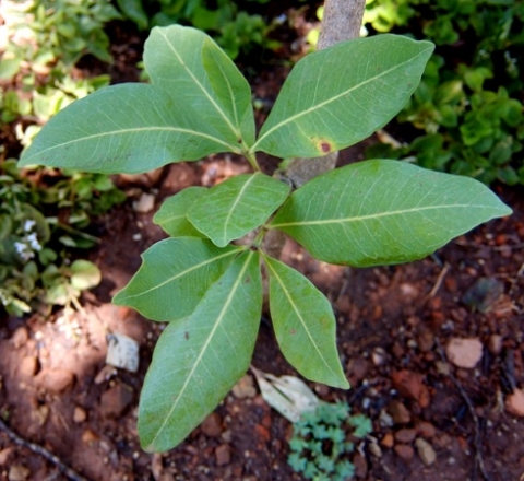 Parinari curatellifolia leaves