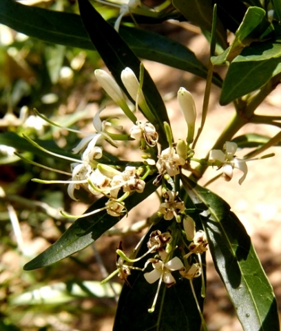 Pavetta lanceolata flowers