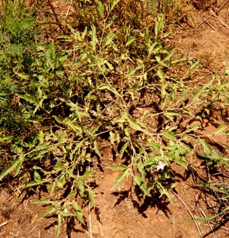 Solanum eleagnifolium