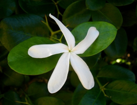 Carissa macrocarpa flower