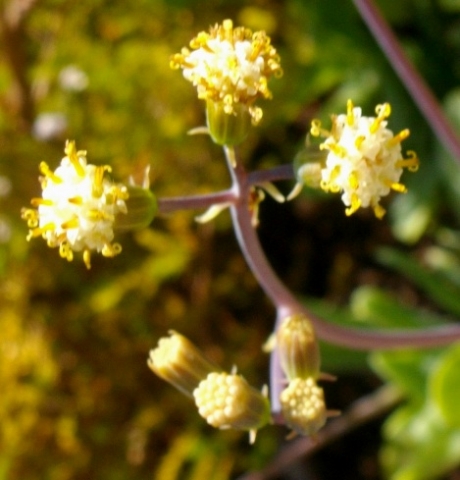 Senecio muirii flowers and buds