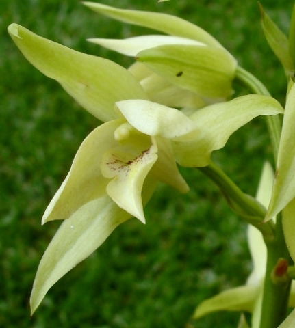 Eulophia cooperi flowers