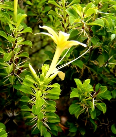 Barleria rotundifolia corolla tube