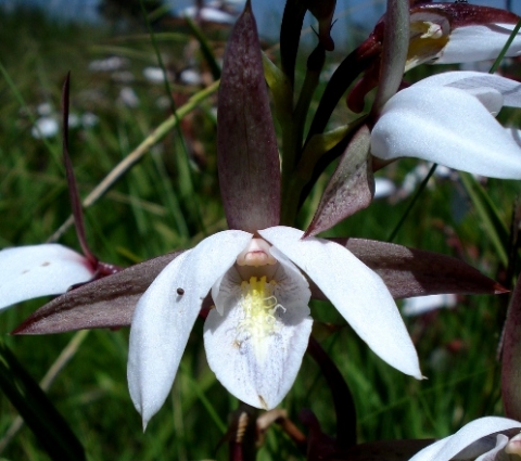 Eulophia ovalis subsp. ovalis flower
