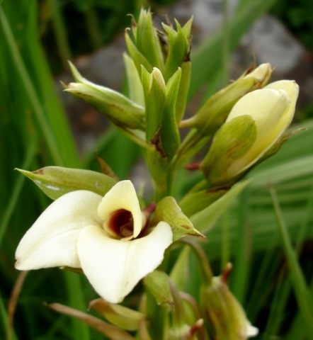 Eulophia parvilabris floral stages