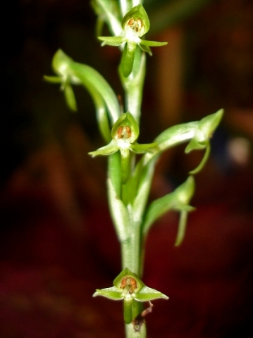 Habenaria arenaria flowers