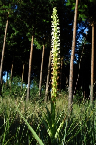 Habenaria dives at the pine forest