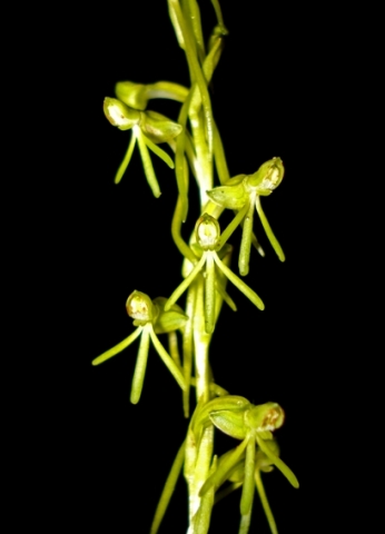 Habenaria filicornis flowers