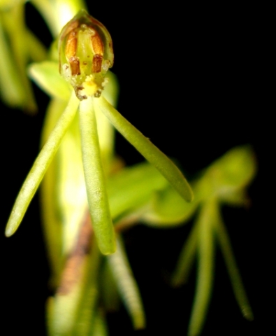 Habenaria filicornis flower