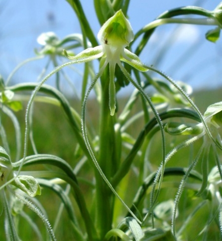 Habenaria kraenzliniana flower