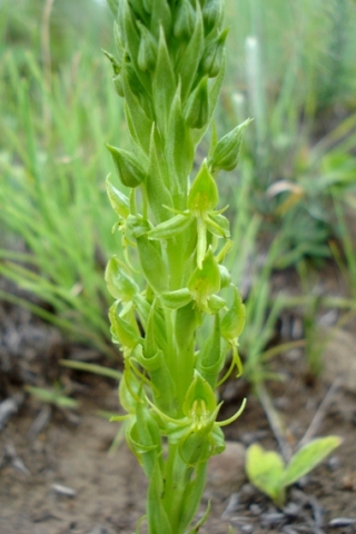 Habenaria lithophila inflorescence