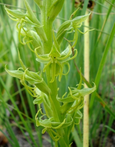 Habenaria lithophila flowers