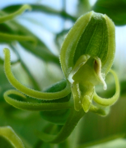 Habenaria mossii flower