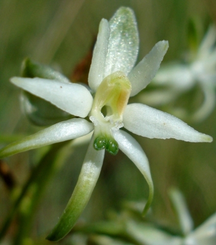Habenaria nyikana subsp. nyikana flower