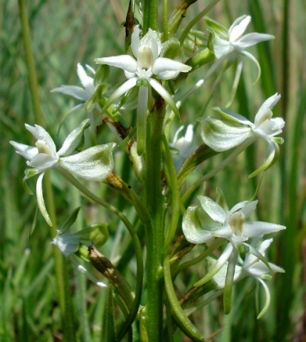 Habenaria nyikana subsp. nyikana floral complexity