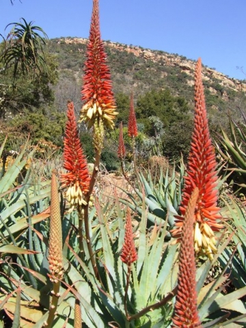 Aloe mutabilis