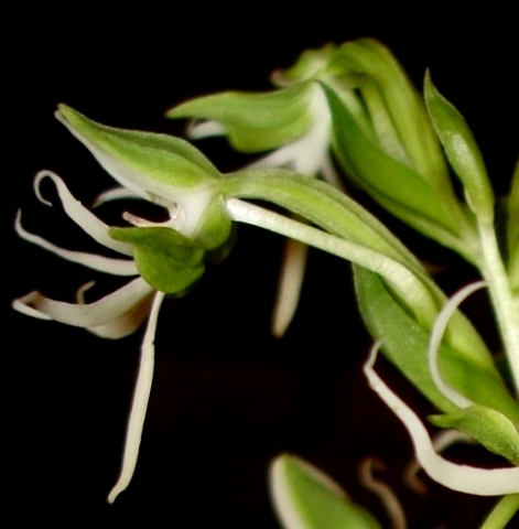 Habenaria transvaalensis flower profile