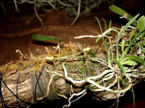 Mystacidium flanaganii