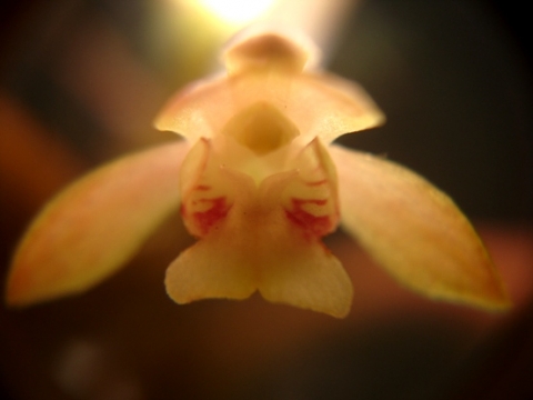 Oeceoclades maculata flower